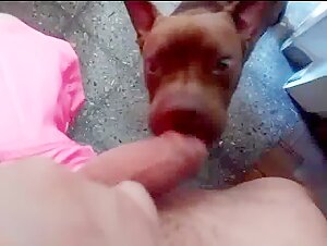 Giving papi a blowjob